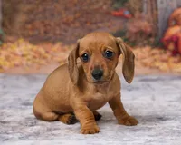 Bella, a female Miniature Dachshund for sale in Apple Creek, OH – 3 of 7
