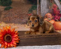 Cooper, a male Miniature Dachshund for sale in Apple Creek, OH – 3 of 5