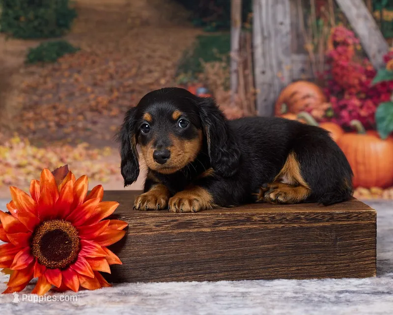 Charlie – Miniature Dachshund puppy for sale in Apple Creek, OH