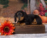Charlie, a male Miniature Dachshund for sale in Apple Creek, OH – 1 of 7