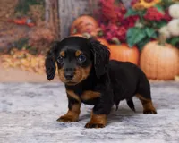 Milo, a male Miniature Dachshund for sale in Apple Creek, OH – 5 of 7