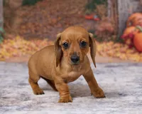 Bella, a female Miniature Dachshund for sale in Apple Creek, OH – 4 of 7