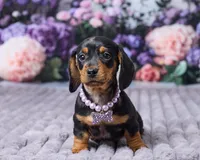 Sophia, a female Miniature Dachshund for sale in Apple Creek, OH – Photo 1 of 5
