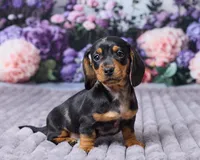 Sophia, a female Miniature Dachshund for sale in Apple Creek, OH – Photo 3 of 5