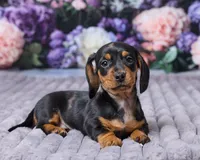 Sophia, a female Miniature Dachshund for sale in Apple Creek, OH – Photo 4 of 5