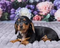 Sophia, a female Miniature Dachshund for sale in Apple Creek, OH – Photo 5 of 5