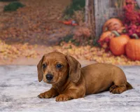 Sadie, a female Miniature Dachshund for sale in Apple Creek, OH – 2 of 6