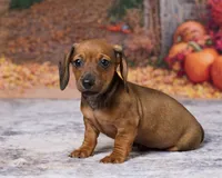Daisy, a female Miniature Dachshund for sale in Apple Creek, OH – 5 of 7
