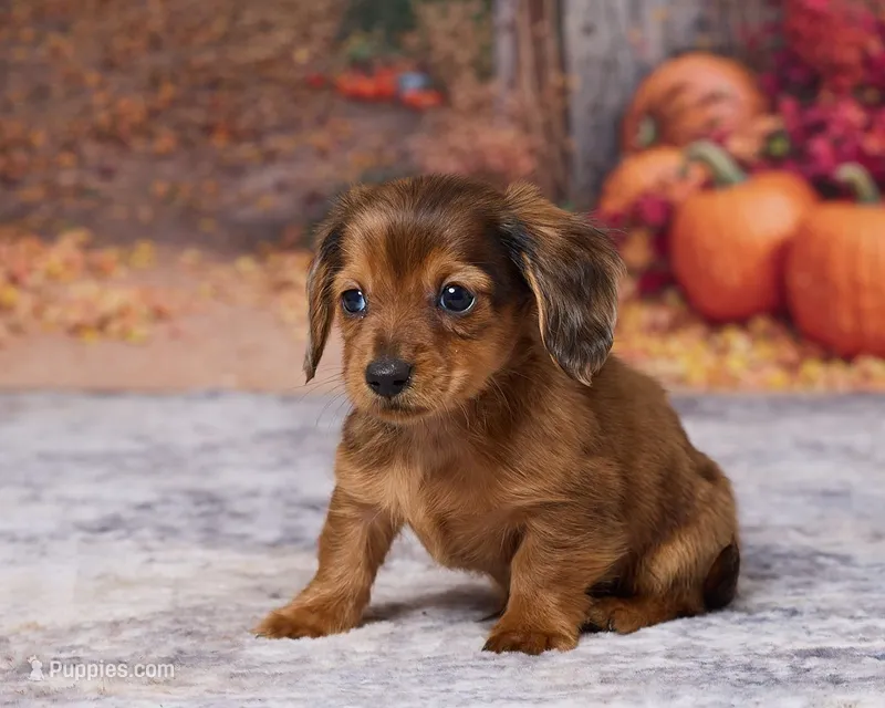 Cooper – Miniature Dachshund puppy for sale in Apple Creek, OH