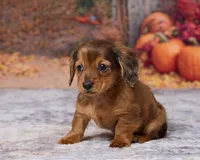 Cooper, a male Miniature Dachshund for sale in Apple Creek, OH – 1 of 5