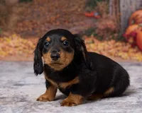 Charlie, a male Miniature Dachshund for sale in Apple Creek, OH – 3 of 7