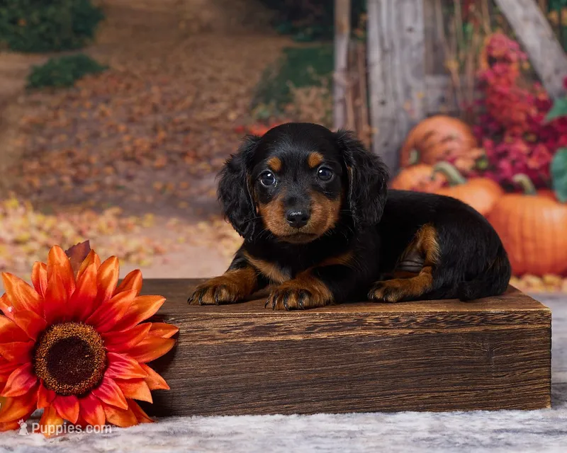 Milo – Miniature Dachshund puppy for sale in Apple Creek, OH
