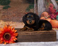 Milo, a male Miniature Dachshund for sale in Apple Creek, OH – 1 of 7