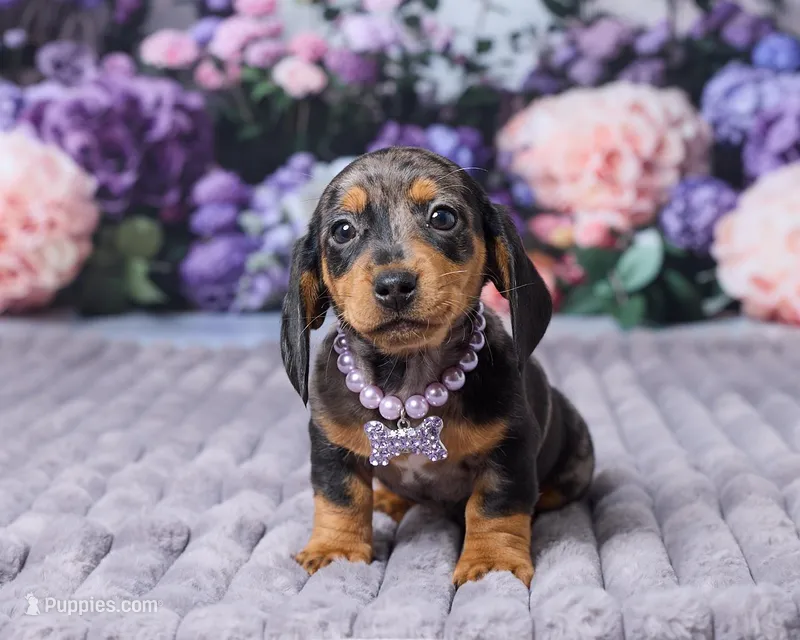 Bella – Miniature Dachshund puppy for sale in Apple Creek, OH