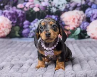 Bella, a female Miniature Dachshund for sale in Apple Creek, OH – Photo 1 of 5