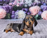 Bella, a female Miniature Dachshund for sale in Apple Creek, OH – Photo 2 of 5
