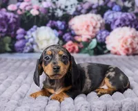 Bella, a female Miniature Dachshund for sale in Apple Creek, OH – Photo 3 of 5