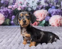 Bella, a female Miniature Dachshund for sale in Apple Creek, OH – Photo 5 of 5