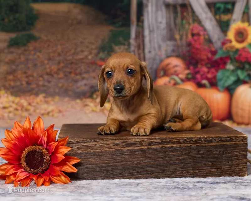 Bella – Miniature Dachshund puppy for sale in Apple Creek, OH