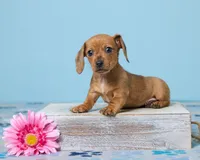 Daisy, a female Miniature Dachshund for sale in Apple Creek, OH – Photo 1 of 5