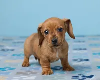 Daisy, a female Miniature Dachshund for sale in Apple Creek, OH – Photo 4 of 5