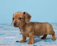 Daisy, a female Miniature Dachshund for sale in Apple Creek, OH – Photo 5 of 5