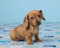 Daisy, a female Miniature Dachshund for sale in Apple Creek, OH – Photo 3 of 5