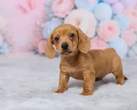 Jace, a male Miniature Dachshund for sale in Apple Creek, OH – 2 of 5