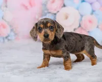 Beauty, a female Miniature Dachshund for sale in Apple Creek, OH – 2 of 5
