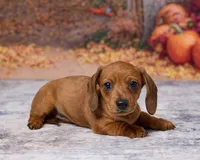 Sadie, a female Miniature Dachshund for sale in Apple Creek, OH – 3 of 6