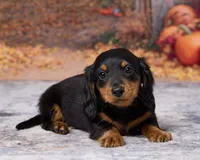 Charlie, a male Miniature Dachshund for sale in Apple Creek, OH – 5 of 7