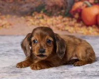 Cooper, a male Miniature Dachshund for sale in Apple Creek, OH – 2 of 5