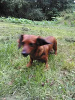 Sadie, a female Miniature Dachshund for sale in Apple Creek, OH – 5 of 6