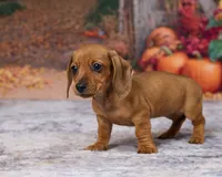 Bella, a female Miniature Dachshund for sale in Apple Creek, OH – 5 of 7