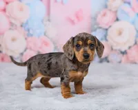 Beauty, a female Miniature Dachshund for sale in Apple Creek, OH – 5 of 5