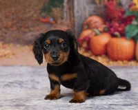 Milo, a male Miniature Dachshund for sale in Apple Creek, OH – 2 of 7