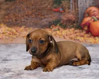 Daisy, a female Miniature Dachshund for sale in Apple Creek, OH – 4 of 7