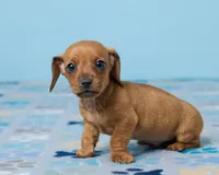 Milo, a male Miniature Dachshund for sale in Apple Creek, OH – Photo 2 of 4