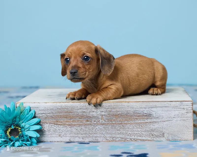 Milo – Miniature Dachshund puppy for sale in Apple Creek, OH