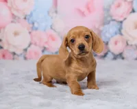 Jace, a male Miniature Dachshund for sale in Apple Creek, OH – 4 of 5