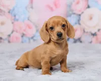Jace, a male Miniature Dachshund for sale in Apple Creek, OH – 5 of 5
