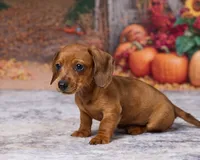 Sadie, a female Miniature Dachshund for sale in Apple Creek, OH – 4 of 6