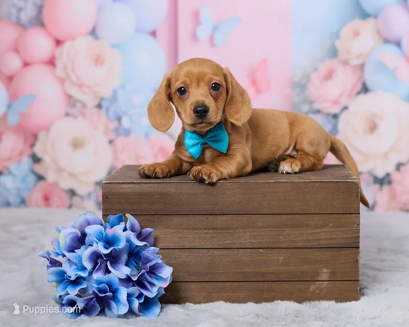 Jace – Miniature Dachshund puppy for sale in Apple Creek, OH