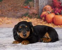 Charlie, a male Miniature Dachshund for sale in Apple Creek, OH – 2 of 7