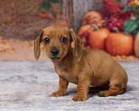 Bella, a female Miniature Dachshund for sale in Apple Creek, OH – 2 of 7