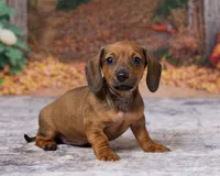 Daisy, a female Miniature Dachshund for sale in Apple Creek, OH – 3 of 7