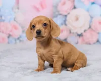 Jace, a male Miniature Dachshund for sale in Apple Creek, OH – 3 of 5