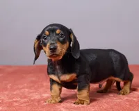 Kyle, a male Miniature Dachshund for sale in Apple Creek, OH – Photo 3 of 5