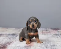 Ellie, a female Miniature Dachshund for sale in Apple Creek, OH – Photo 2 of 4