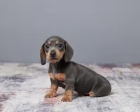 Ellie, a female Miniature Dachshund for sale in Apple Creek, OH – Photo 4 of 4